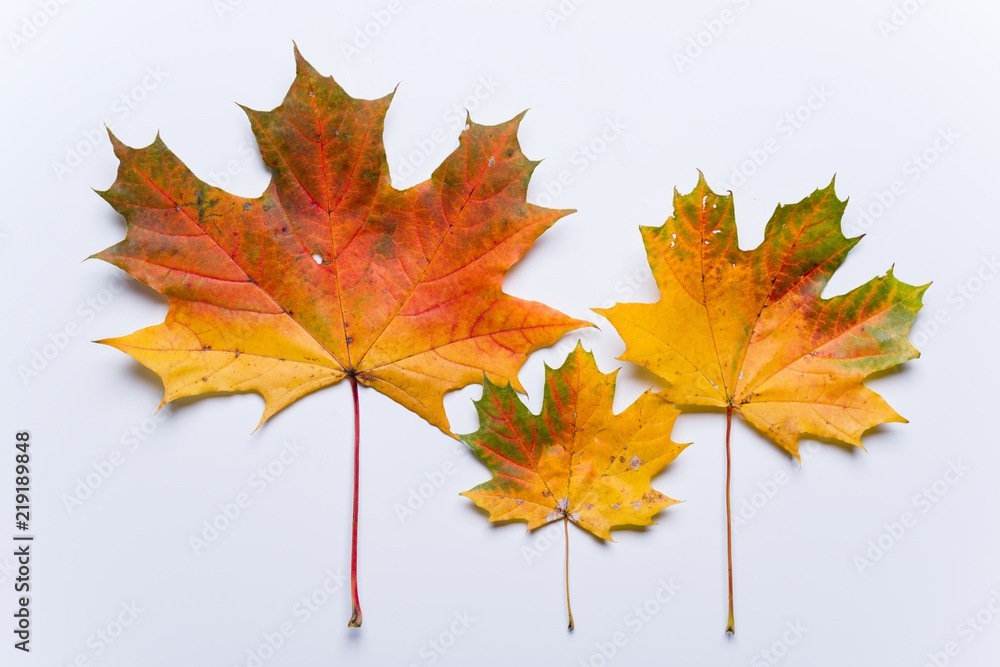 The concept of autumn and family. Maple leaves of dad, mom, baby on a white background. The concept of autumn and family. Maple leaves of dad, mom, baby on a white background.