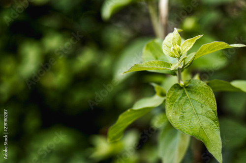 Green leaf plant