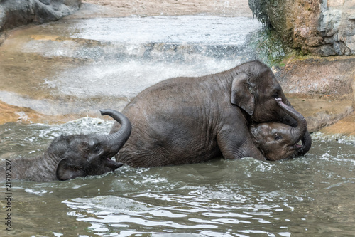 Young Asian Elephants at Play