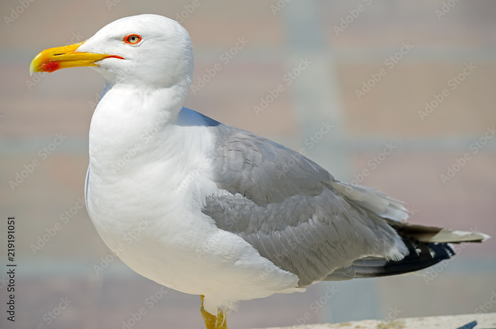 White and grey seagull White and grey seagull