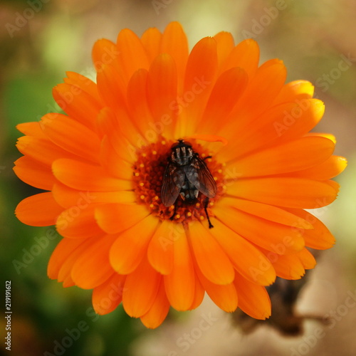Black fly sits on a beautiful orange flower  top view