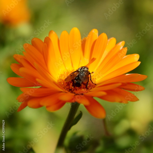 Black fly sits on a beautiful orange flower close-up