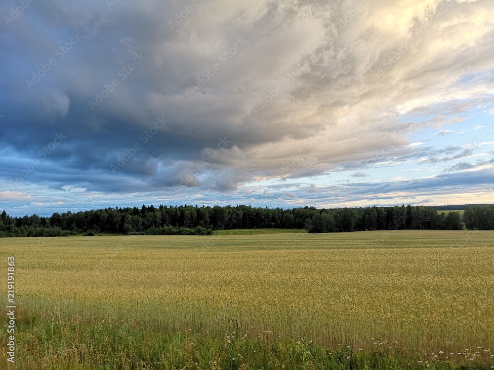 Wheat field spring landscape with dark forest in horizon and dramatic clouds in light blue sky. Nature summer background