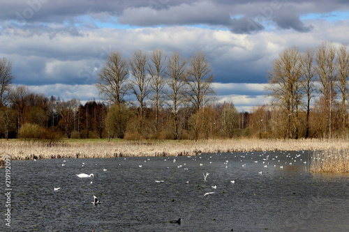 lots of birfd on a lake in estonia photo