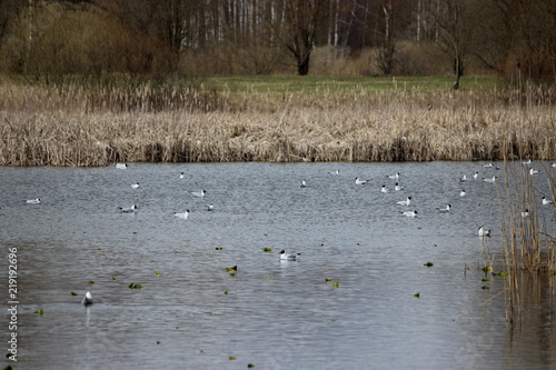 lots of birfd on a lake in estonia photo