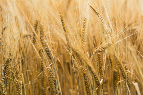 Barley in the wind © prma