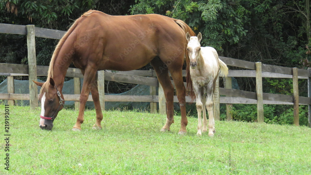 Fototapeta premium Palomino foal and mare