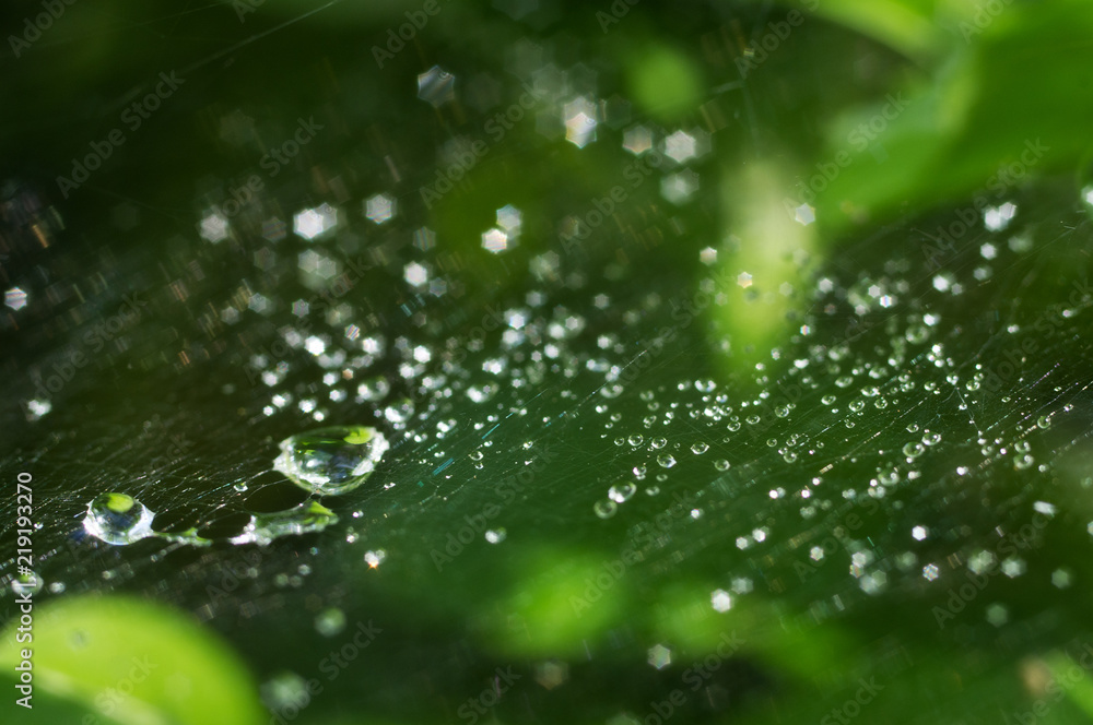Beautiful nature background with morning fresh drops of transparent rain water on a green leaf. Drops of dew in the On web of a spider, beautiful bokeh. 