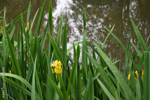 Iris des marais ou iris d'eau