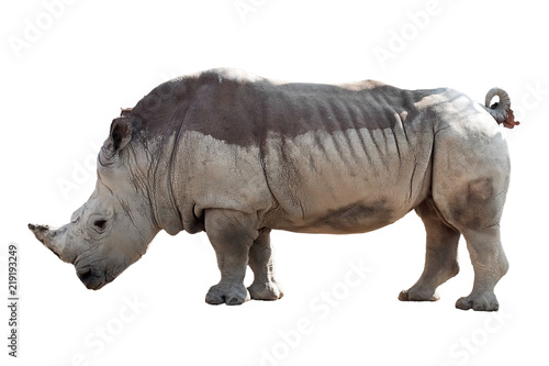 Rhinoceros isolated on white background