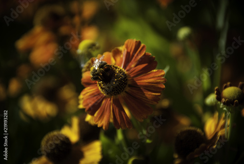 Bee on a garden flower under the ice of the sun