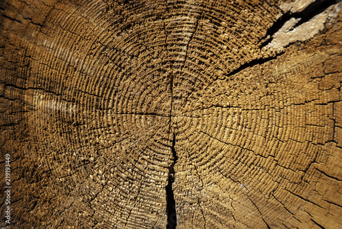 Ring pattern on the log cut. Texture
