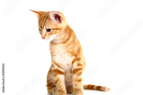 Fototapeta Naklejka Na Ścianę i Meble -  Ginger mackerel tabby kitten isolated on a white background