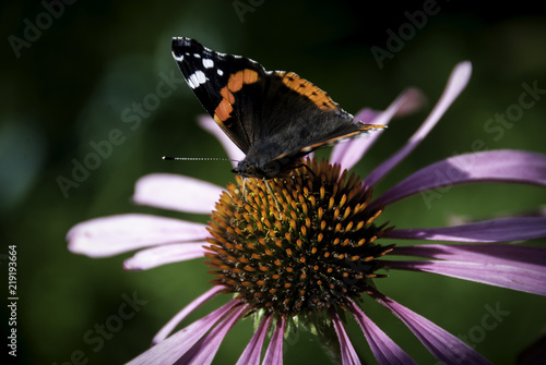 Butterfly Admiral on a flower