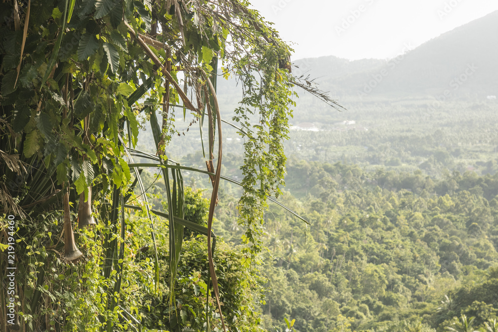 Obraz premium enredaderas tropicales