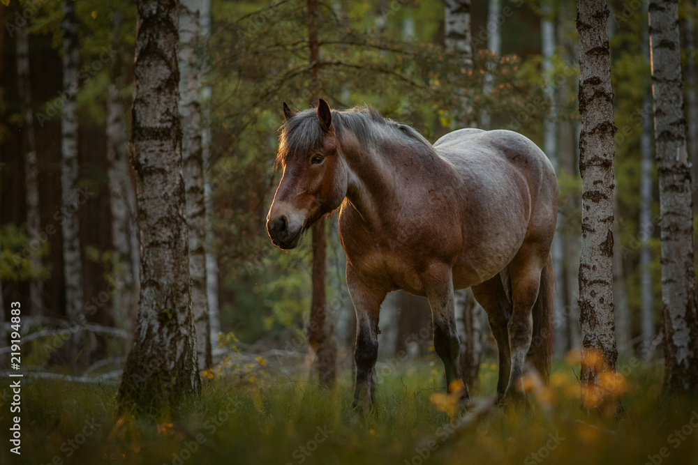 Kaltblutstute im Birkenwald Kaltblutstute im Birkenwald