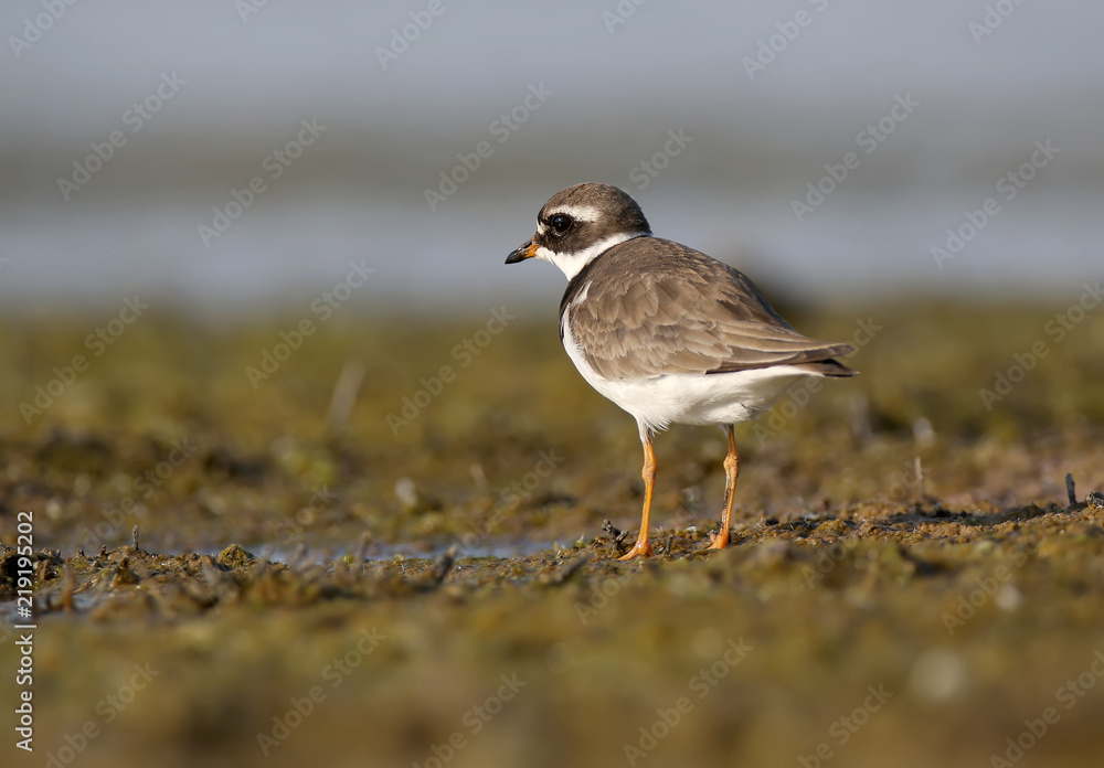The common ringed plover or ringed plover (Charadrius hiaticula) stands on the shore of the lake and looks at the camera The common ringed plover or ringed plover (Charadrius hiaticula) stands on the shore of the lake and looks at the camera
