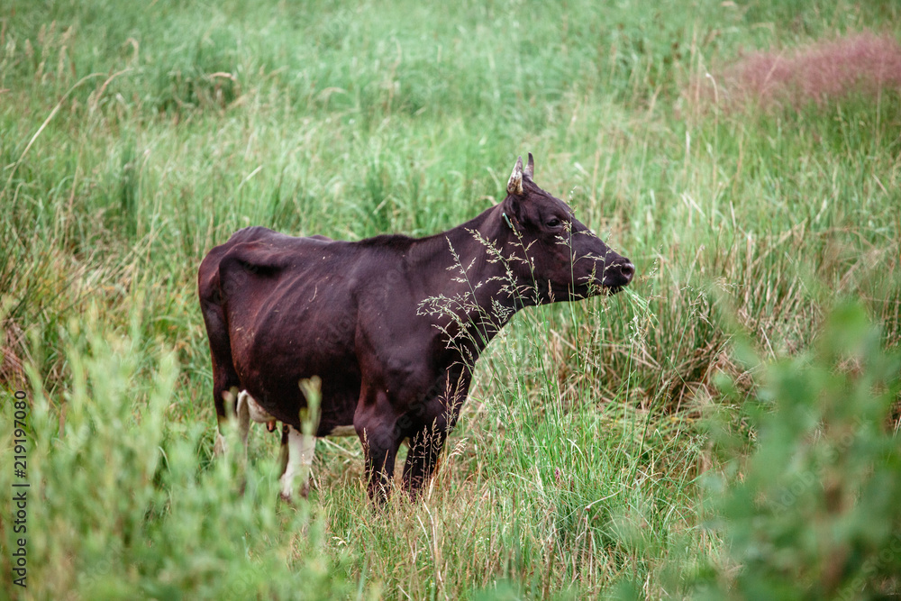 cows graze on pasture, bulls