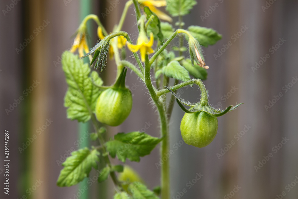 Green cherry tomatoes growing on a small vine