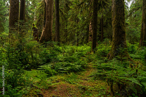 Hoh Rainforest