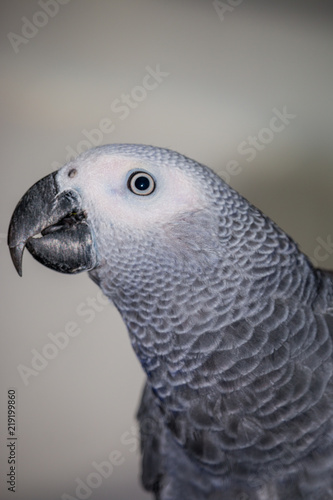 African Grey Parrot