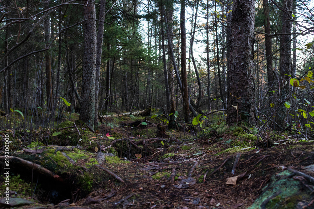 Undergrowth of autumn forest Undergrowth of autumn forest