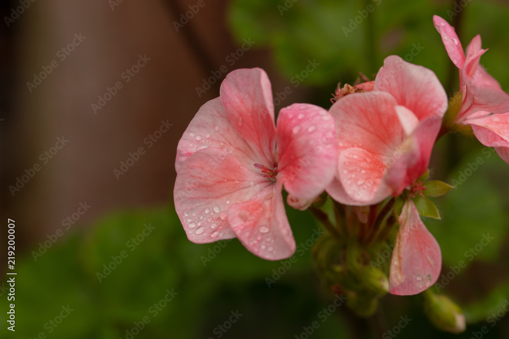 Geranium in the morning after the rain. Geranium in the morning after the rain.