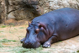 Hippo lying on the floor with a power line leading into its feed and almost its mouth