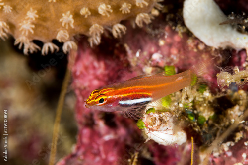 neon dwarfgoby fish photo