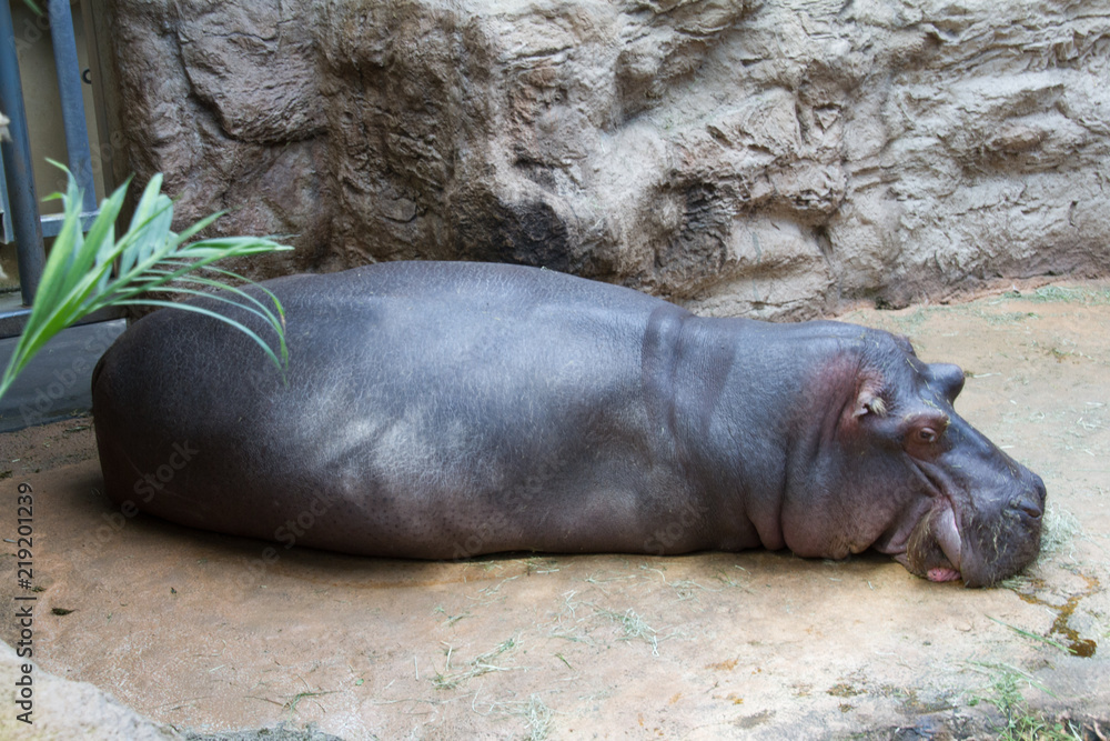 Entire length of a hippopotamus shown lying on the floor Entire length of a hippopotamus shown lying on the floor