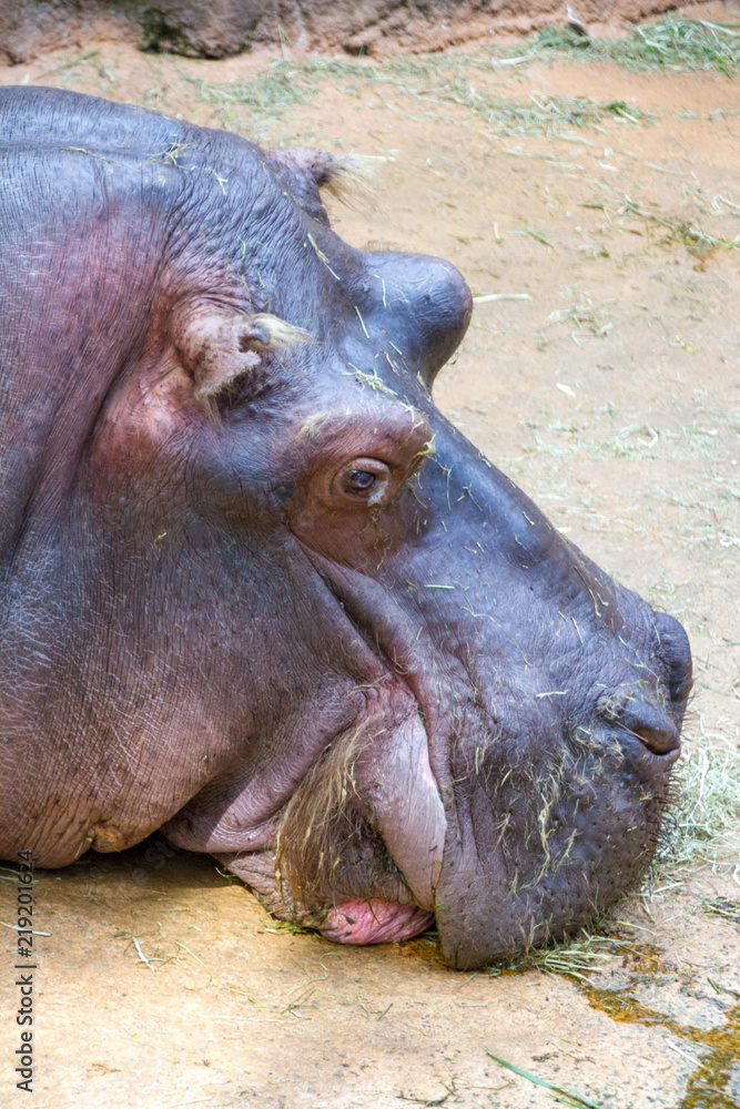 Hippo licking the floor for the last bits of food Hippo licking the floor for the last bits of food
