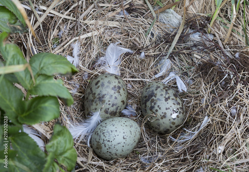 Seagull eggs in a nest on an island in the White sea, one chick has already broken the egg shell. Russia