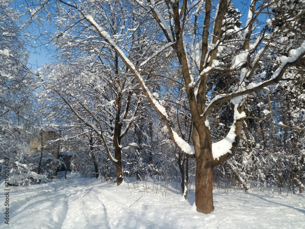 Sunny winter morning in snow covered public forest park. Fluffy snow adorns leafless trees with festive dresses. Winter nature delights eyes with blinding purity. Sunny winter morning in snow covered public forest park. Fluffy snow adorns leafless trees with festive dresses. Winter nature delights eyes with blinding purity.
