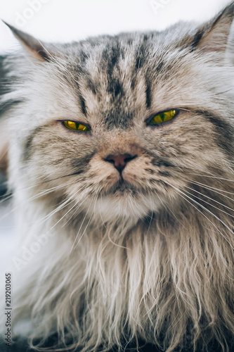 Portrait of beautiful persian cat with long fur