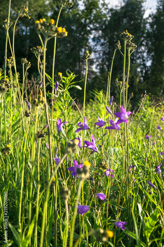 Uplifting piece of summer countryside. Modest flowers of a spreading bellflower (Campanula patula) under sunlight. photo