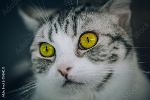 Portrait of the striped cat with beautiful amber eyes © guruXOX
