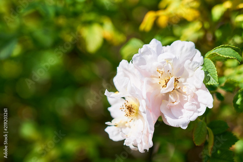                          Pinc flowers on bush with bokeh as a blurred background. Copy space for text.      