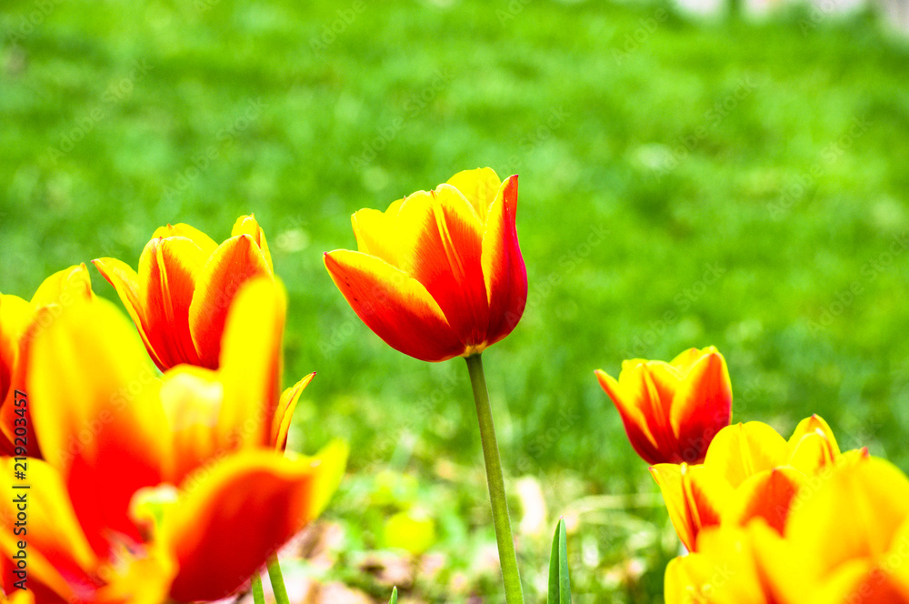 Tulips Tulips