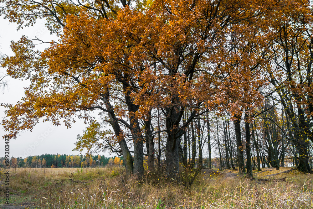 Desolate nook of fading autumn nature. Sparse yellowed foliage. Rural melancholic landscape in a cloudy day.