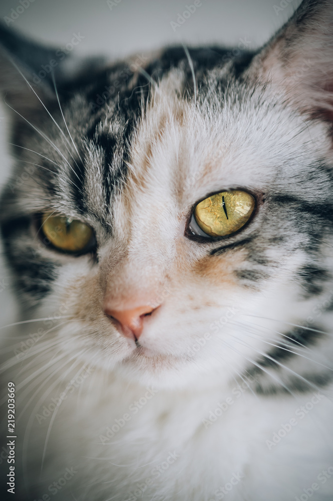 Portrait of the striped cat with beautiful amber eyes