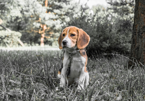 Image with original color reproduction, stylized faded retro postcard. A thoughtful Beagle puppy on a walk in a city park. Portrait of a nice doggie.