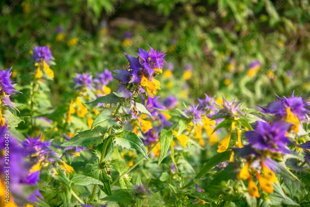 Fototapeta premium Summer forest flowers of cow-wheat (Melampyrum nemorosum). Picturesque peaceful nook away from the urban noise and hustle. Rich colors of nature inspire for the best and fill the soul with harmony.
