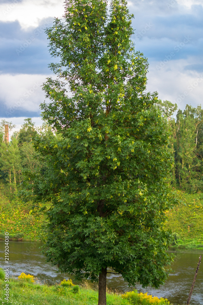 A large deciduous tree growing with a tall, narrow crown. Fraxinus excelsior, also known as the ash, or European ash or common ash in summer.