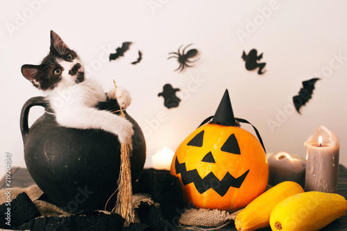 Happy Halloween concept. cute kitty sitting in witch cauldron with Jack o lantern pumpkin with candles, broom and bats, ghosts on spooky background.atmospheric image © sonyachny