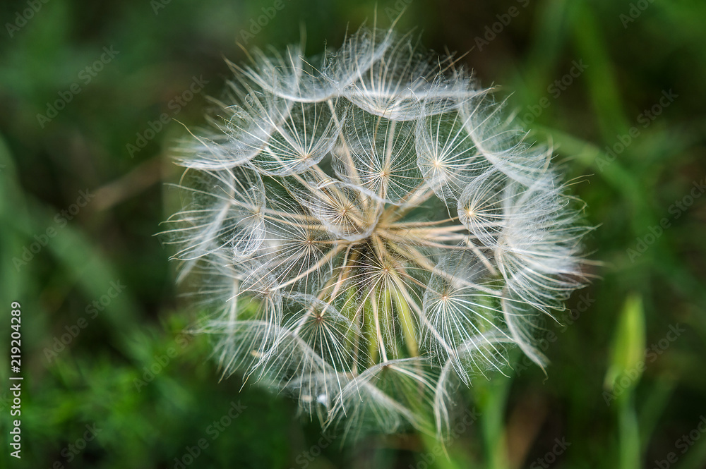 Fototapeta premium Close-Up Of Dandelion Flower