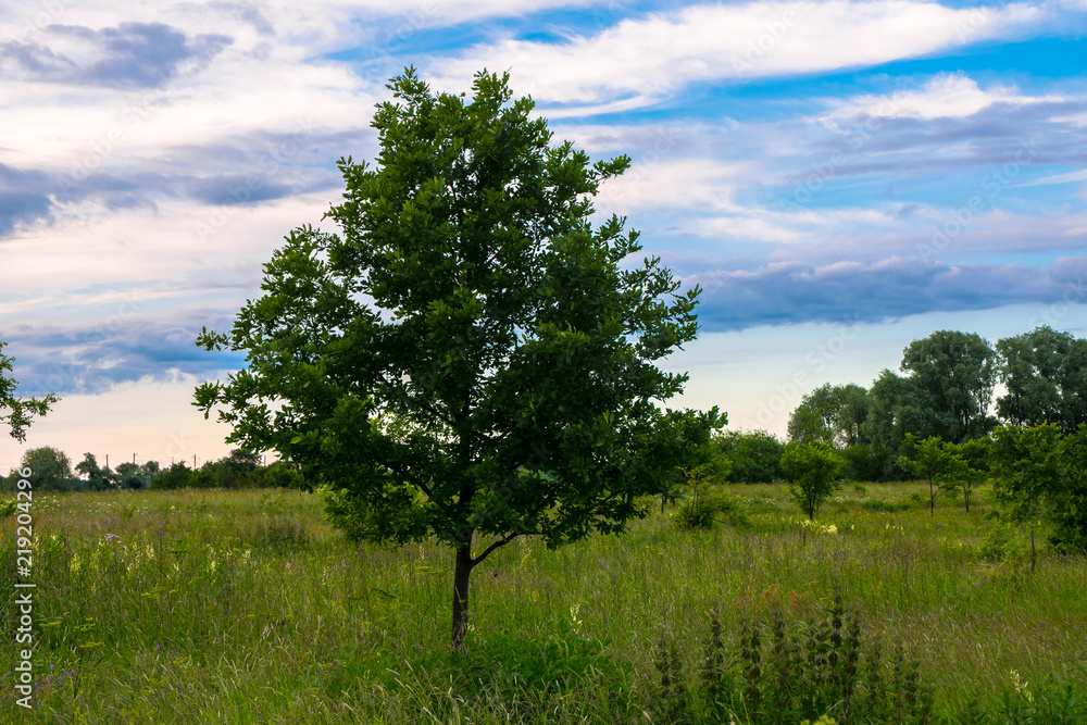 Fototapeta premium Dramatic sunset sky over the flowered Bogolyubovo meadow, Vladimir region, Russia. Picturesque peaceful corner of nature away from the urban noise and hustle.