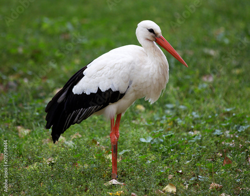 beautiful stork on green grass