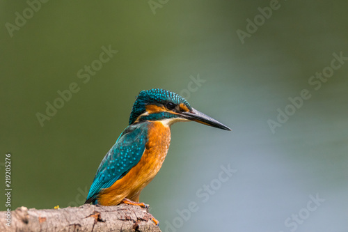 king fisher