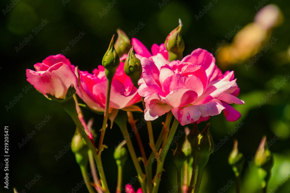 Wildtulpe im Park