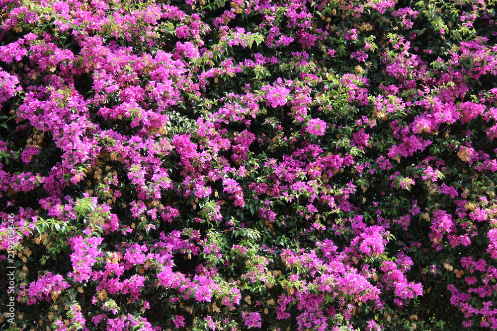 flower flower